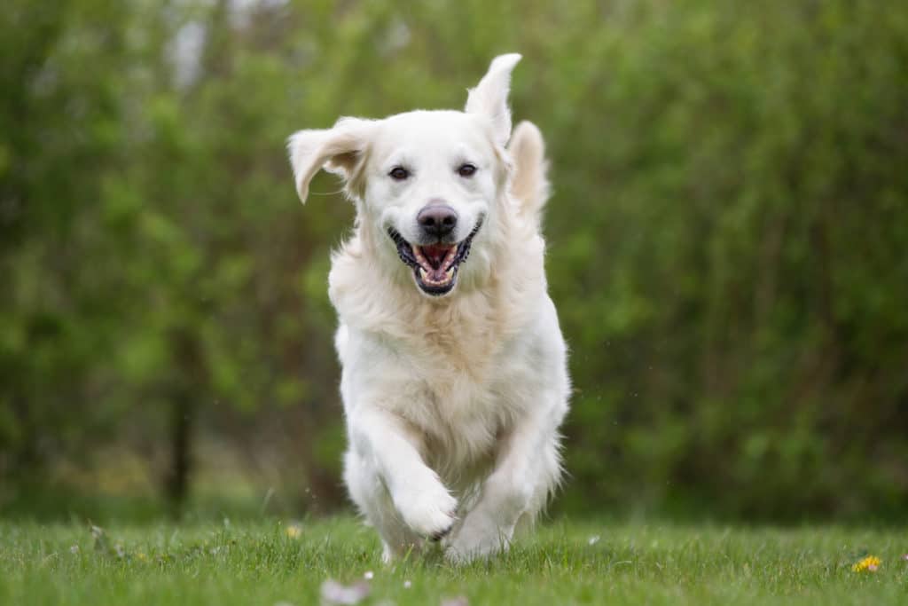 Golden Retriever dog running outdoors in nature