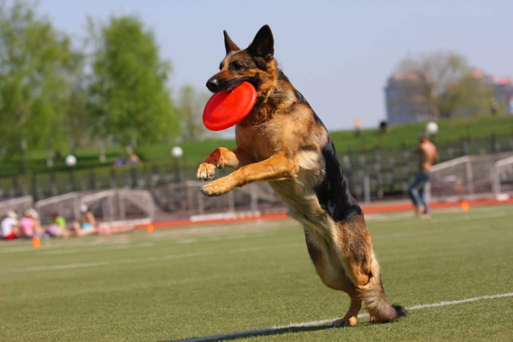 Dog playing fetch