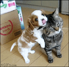 dog and cat hug