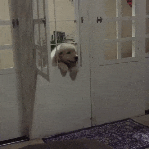 dog escape window