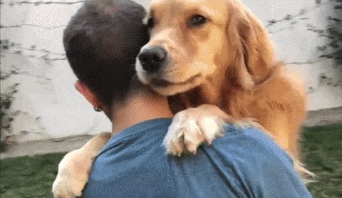 dog hugging owner emotional