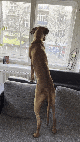 dog-standing-outside-window