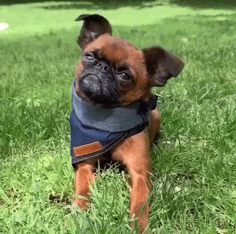 Cute confused pug