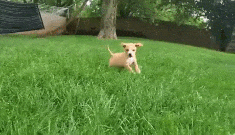 running in grass