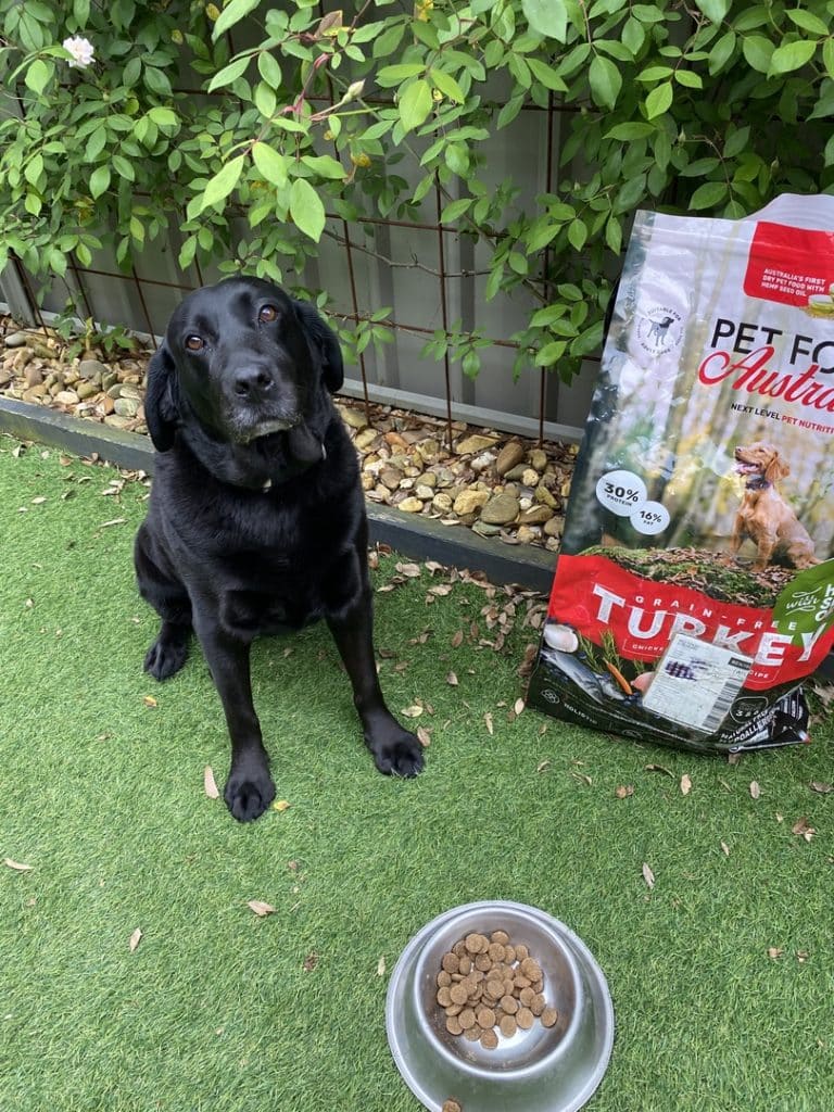 Dog with Pet Food Australia Turkey
