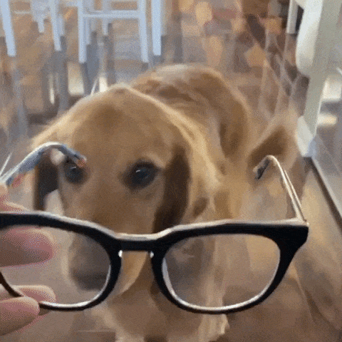 Smart dog with glasses