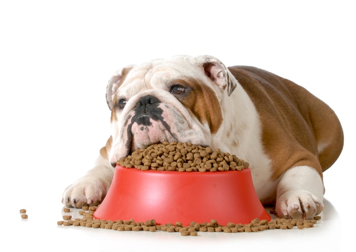 Dog with dry food