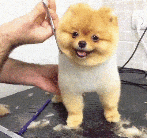 Dog getting haircut