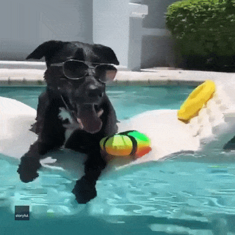 Dog floating in water