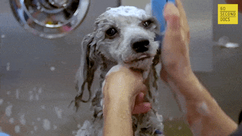 Dog getting washed