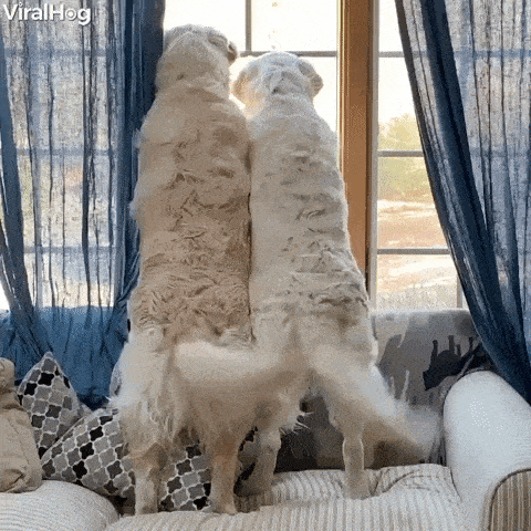 Dogs Looking Out A Window
