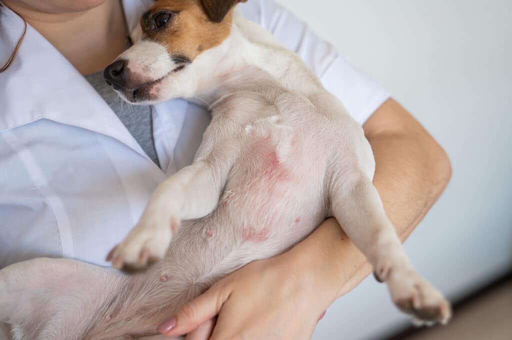 Veterinarian holding a jack russell terrier dog