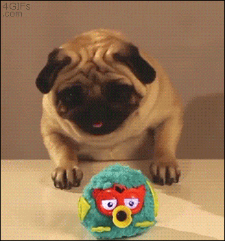 Pug playing with toy