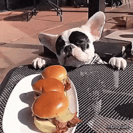 Dog wanting Burger