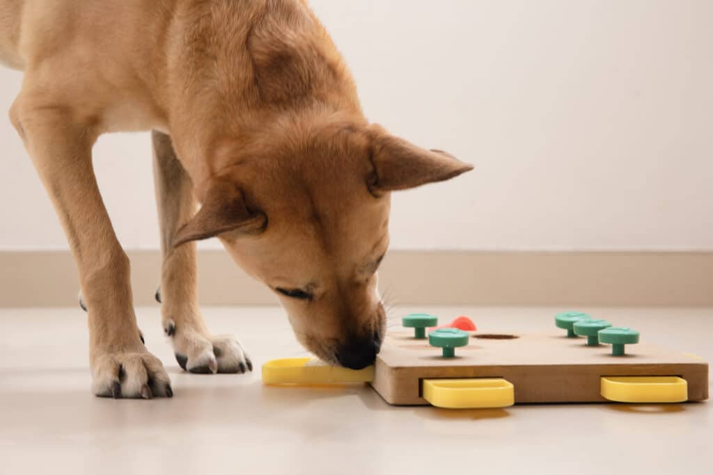 Smart dog is looking for delicious dried treats in intellectual game and eating them, close up. Intellectual game for dogs. and training of nose work with pet. brain game training for dogs