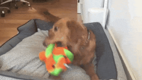 Retriever playing with knot toy