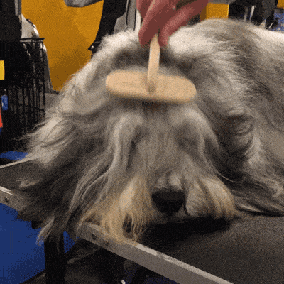 Dog Getting Brushed