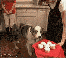 Dog wants cupcake
