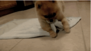 Dog rolling in Blanket