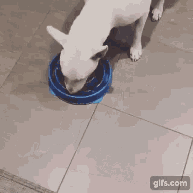 Dog eating slow