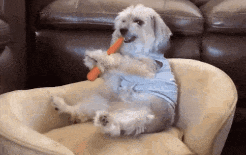 Dog Eating Carrot