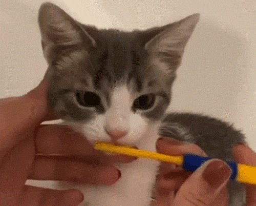 Brushing Cat Teeth