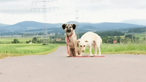 Dogs Walking Each Other