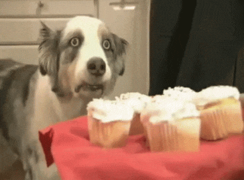 Dog Looking at Cupcakes