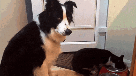 Dog tapping eating dog