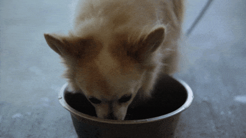 Dog Eating
