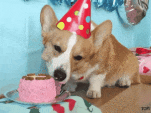 Dog eating Cake