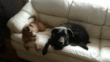 Dogs on a couch