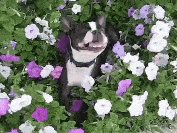 Dog Eating Flowers