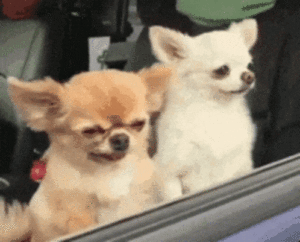 Dogs in car window