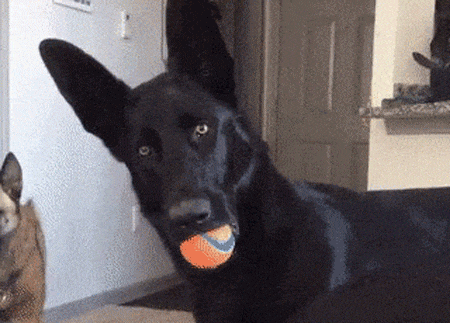 Dog Dropping a Ball