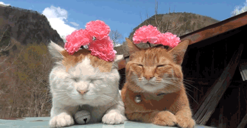 Cats with flower crown