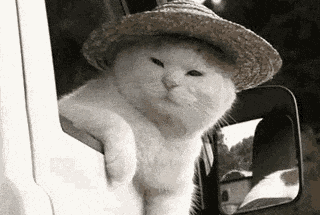 Cat wearing Hat