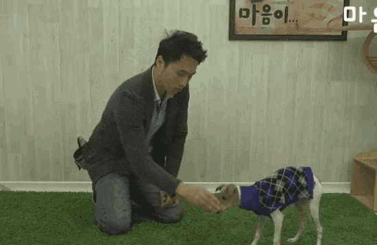 Training a dog to Sit