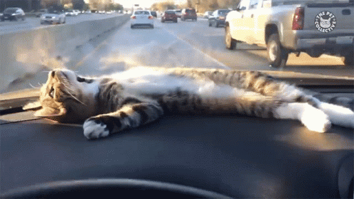 Cat On A Dashboard