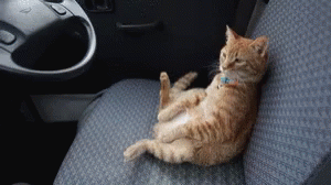 Cat On Car Seat