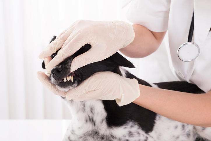 Vet Examining Dog's Teeth