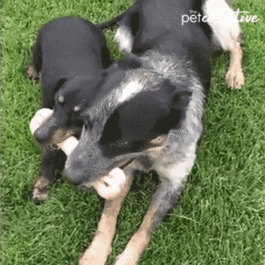 Dogs sharing Bone