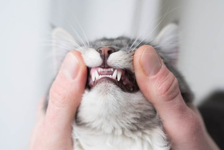 young cat's teeth