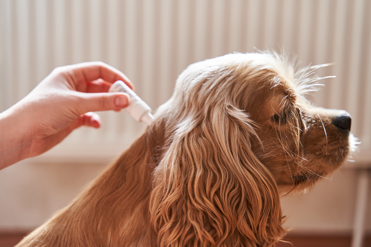 the dog is treated with a flea remedy.