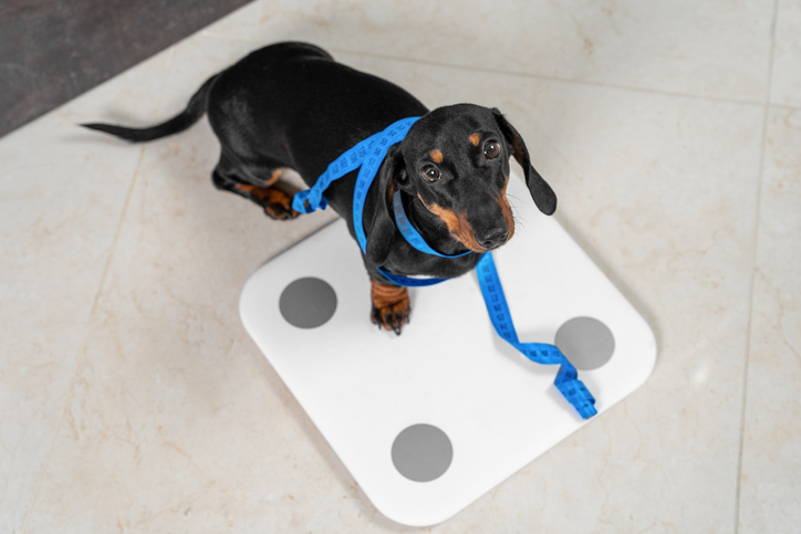 Cute dachshund puppy dog stands on scale to find out its weight and wrapped flexible centimeter ruler to make measurements before starting training and diet, top view. healthy lifestyle.