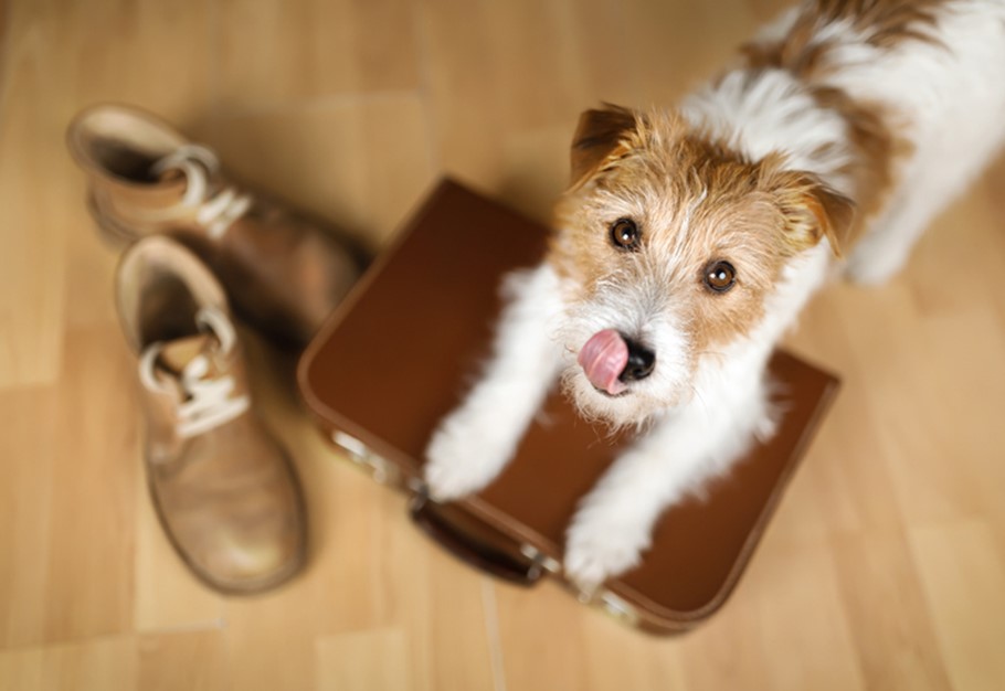 Dog on suitcase