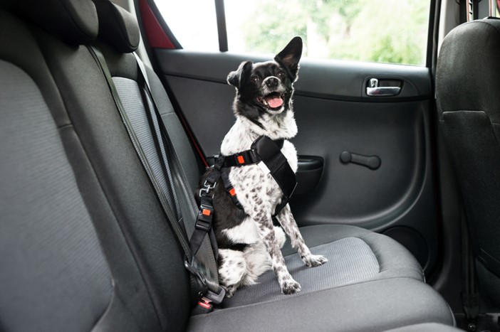 Dog In A Car