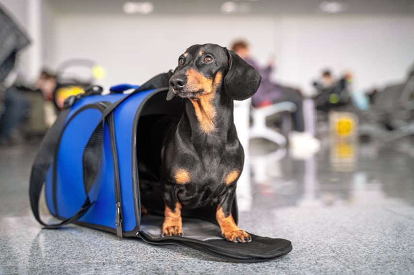 Dog in the airport