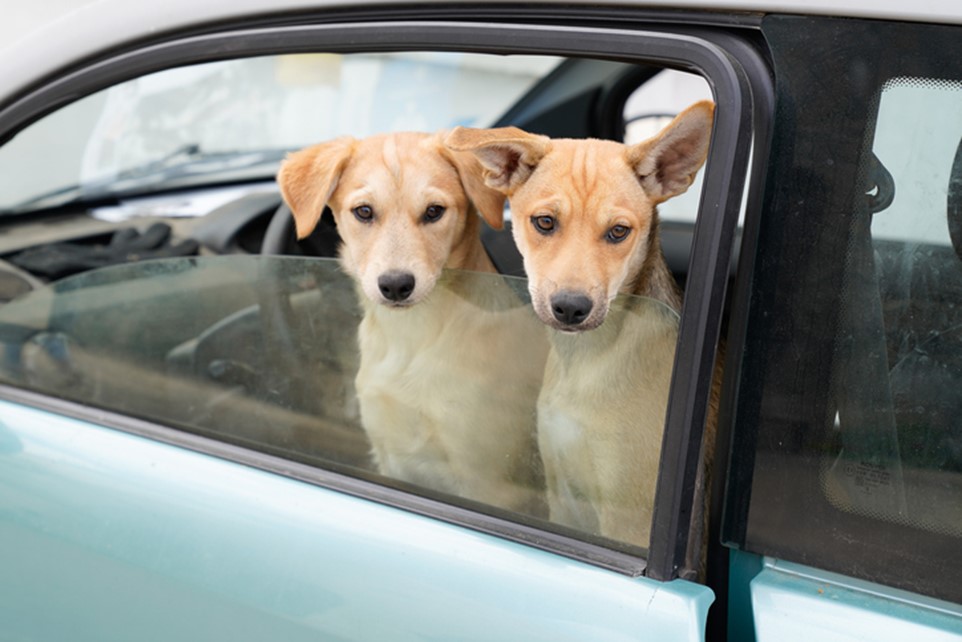 2 Dogs in a car looking out the window