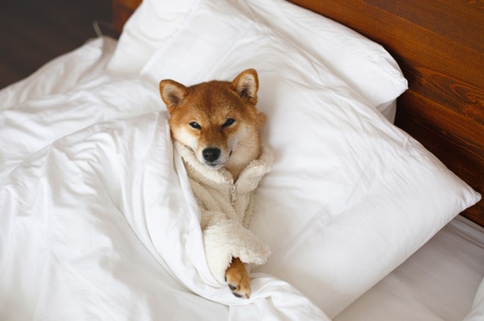 Dog relaxing in bed